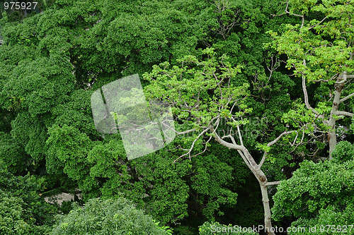 Image of forest view from high