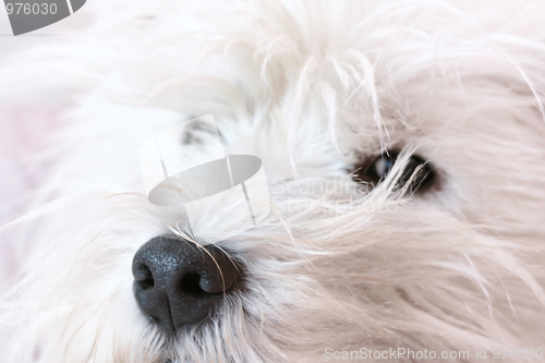 Image of West highland terrier