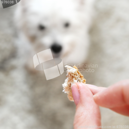 Image of West highland white terrier