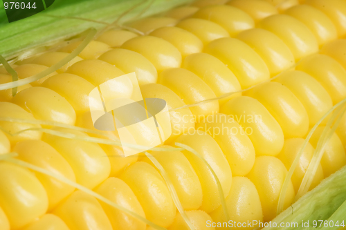 Image of Corn cob