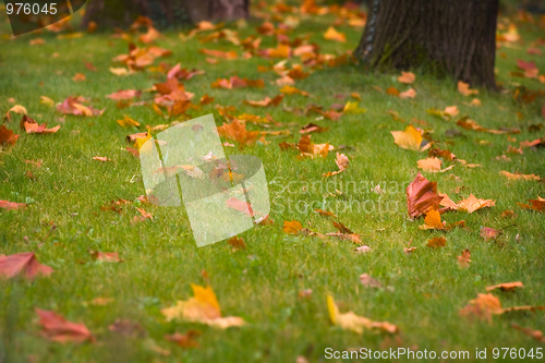 Image of Autumn leaves