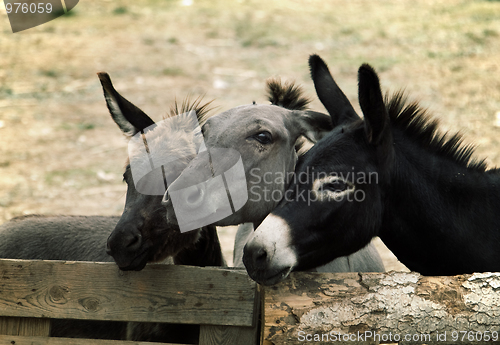 Image of Donkeys