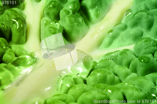 Image of Green cabbage