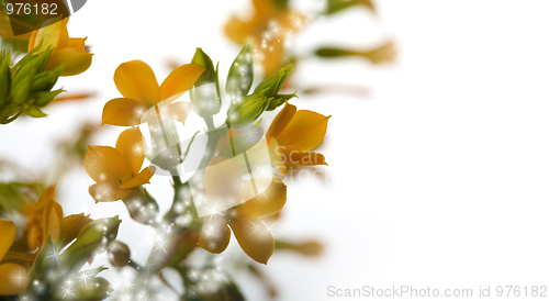 Image of Magical flowers
