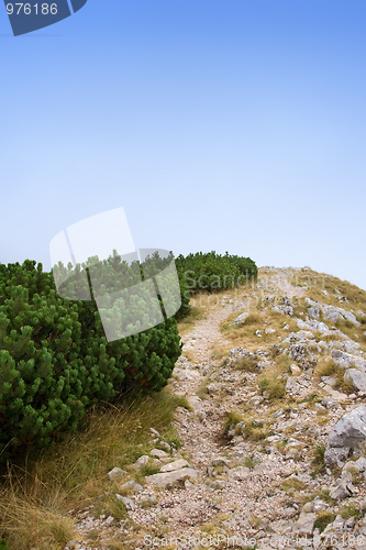 Image of Pine trees