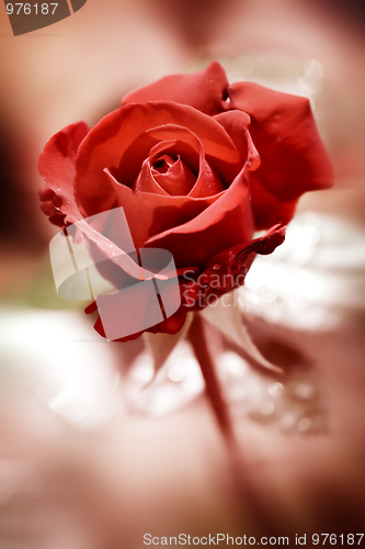 Image of Red rose