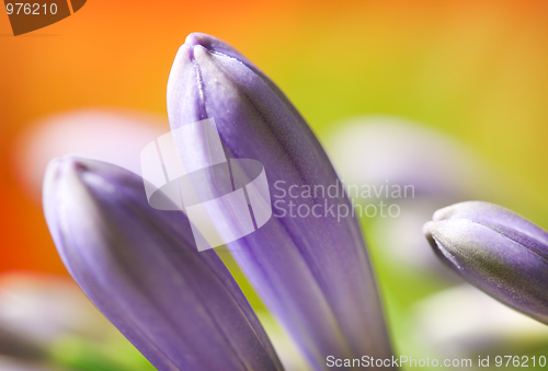 Image of Flower macro