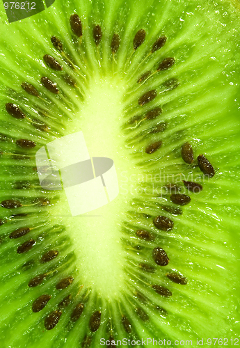 Image of Kiwi