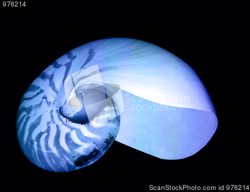 Image of Nautilus shell