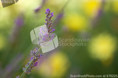 Image of Lavender flowers background