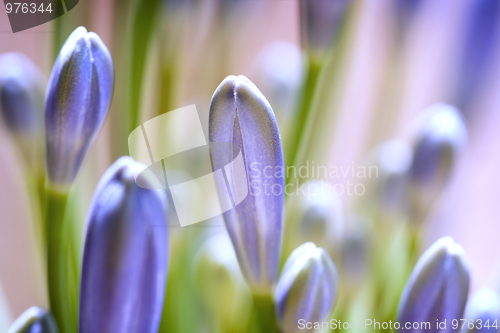 Image of Flower background