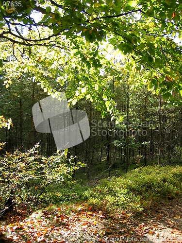 Image of the tranquility of a forrest