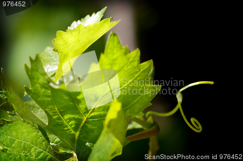 Image of Grape plant