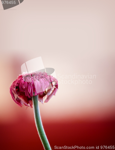 Image of Flower