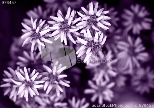 Image of Dry flowers