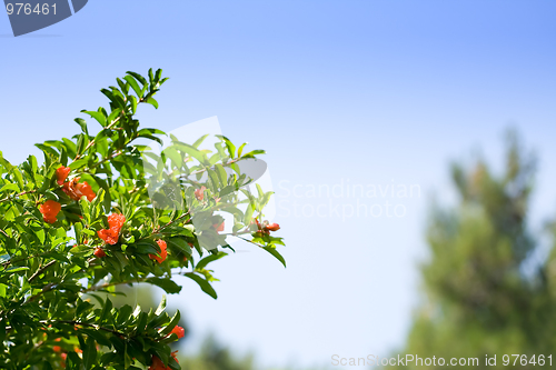 Image of Branch