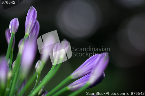 Image of Flower macro