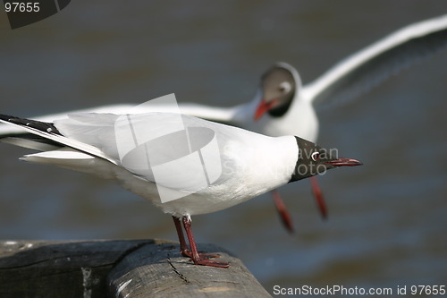 Image of Black-headed Gull