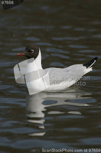 Image of Black-headed Gull