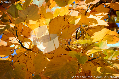 Image of Colorful leaves