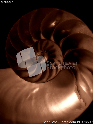 Image of Nautilus shell