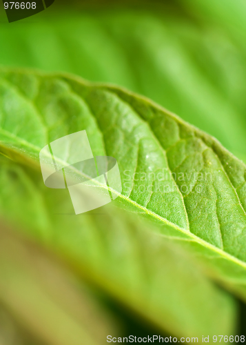 Image of Leaf