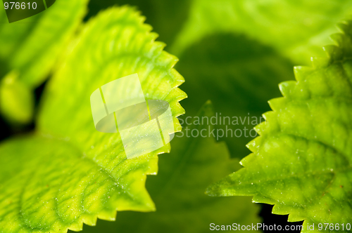 Image of Green leaves