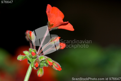 Image of Flower macro