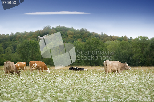 Image of Cows