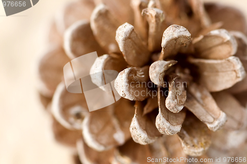 Image of Gall