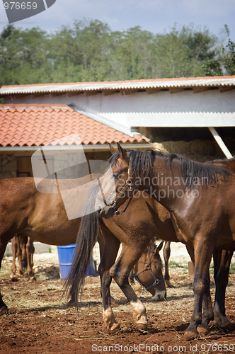 Image of Horses
