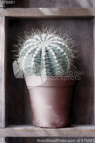 Image of Cactus