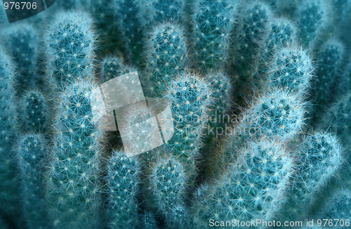 Image of Cactus