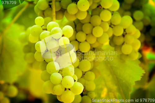 Image of Grapes