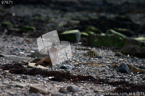 Image of Pheasant on the shore