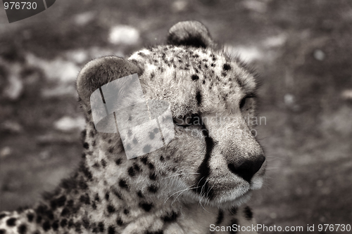 Image of Cheetah