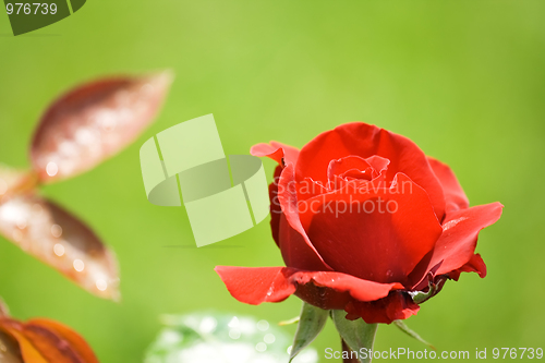 Image of Red rose