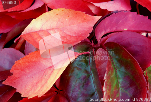 Image of Autumn leaves