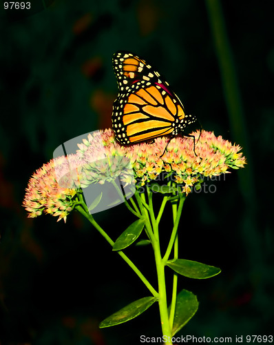 Image of Monarch Butterfly 3