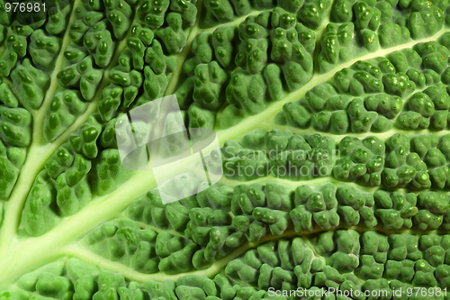 Image of Cabbage leaf
