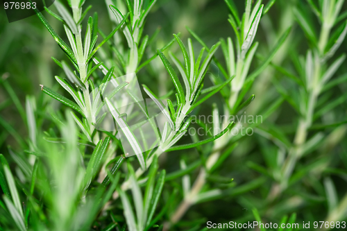 Image of Rosemary