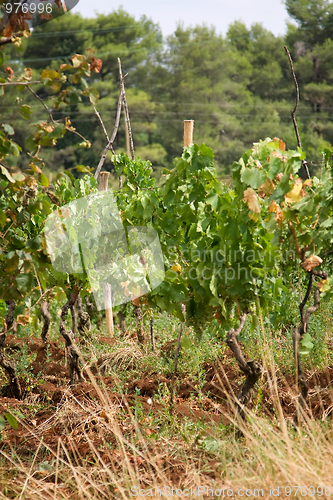 Image of Vineyard