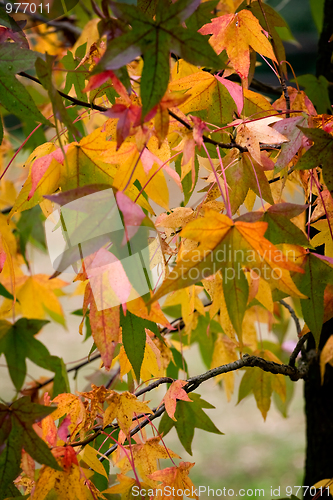 Image of Autumn leaves