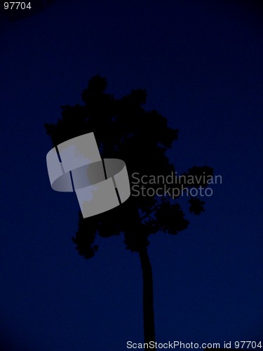 Image of Funny Tree At Night