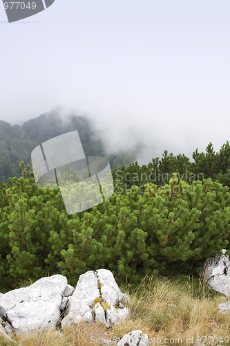 Image of Pine trees