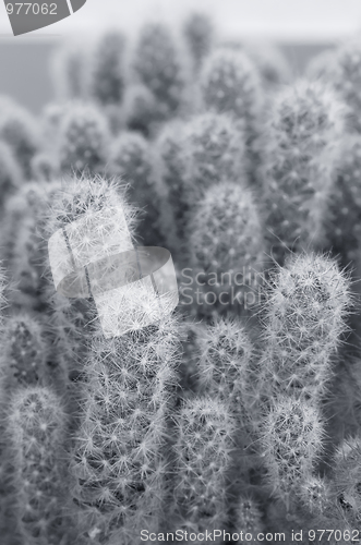 Image of Cactus