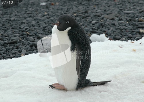 Image of Adelie penguin