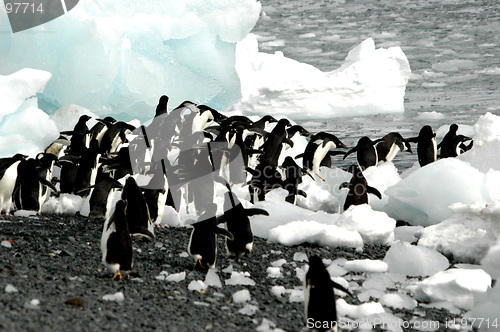 Image of Adelie penguins heading for the sea