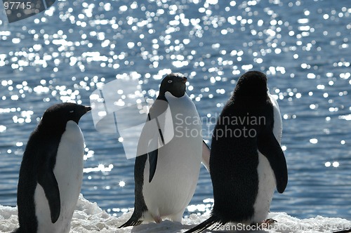 Image of Adelie penguins