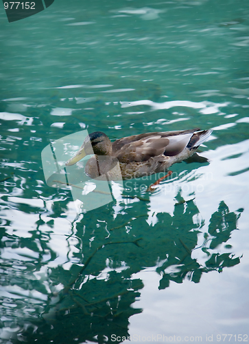 Image of Duck